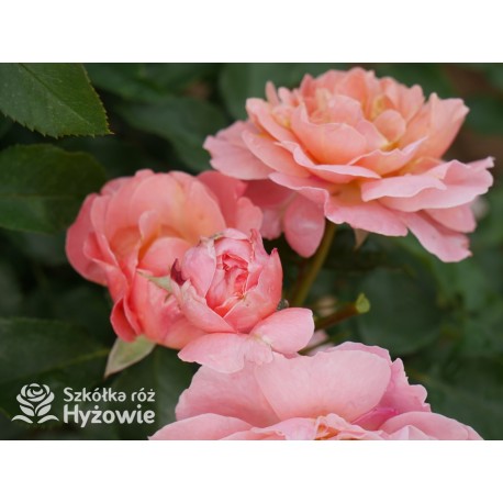 Marie Curie® Duży kwiat, łososiowej barwy, przyjemnie pachnący. Ciemnozielony, lśniący liść.  Niski krzew.