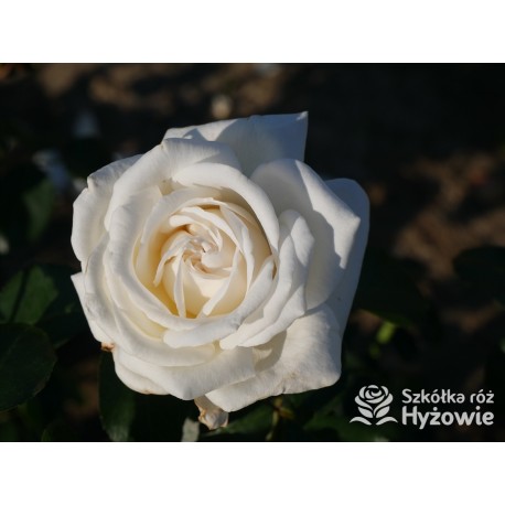 Pierre Arditi® Olbrzymi, rozetkowy kwiat, białej barwy bardzo mocno pachnący. Średniej wysokości krzew.