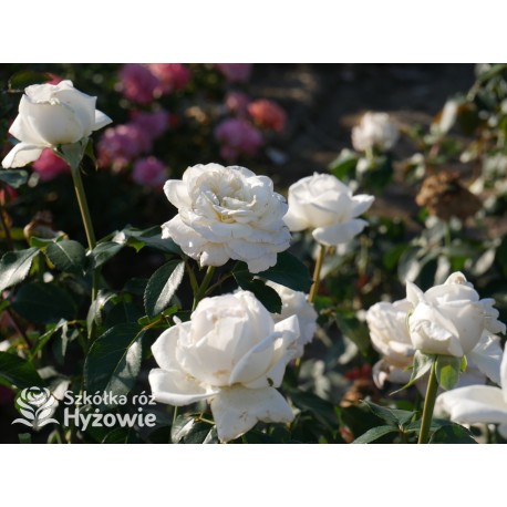 Pierre Arditi® Olbrzymi, rozetkowy kwiat, białej barwy bardzo mocno pachnący. Średniej wysokości krzew.