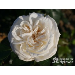 Pierre Arditi® Olbrzymi, rozetkowy kwiat, białej barwy bardzo mocno pachnący. Średniej wysokości krzew.