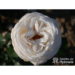 Pierre Arditi® Olbrzymi, rozetkowy kwiat, białej barwy bardzo mocno pachnący. Średniej wysokości krzew.