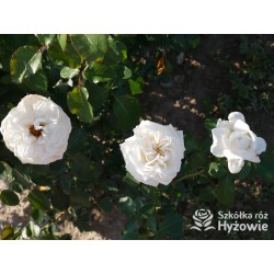 Pierre Arditi® Olbrzymi, rozetkowy kwiat, białej barwy bardzo mocno pachnący. Średniej wysokości krzew.