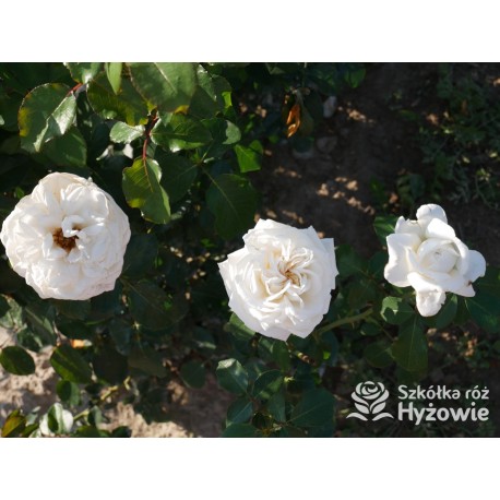 Pierre Arditi® Olbrzymi, rozetkowy kwiat, białej barwy bardzo mocno pachnący. Średniej wysokości krzew.