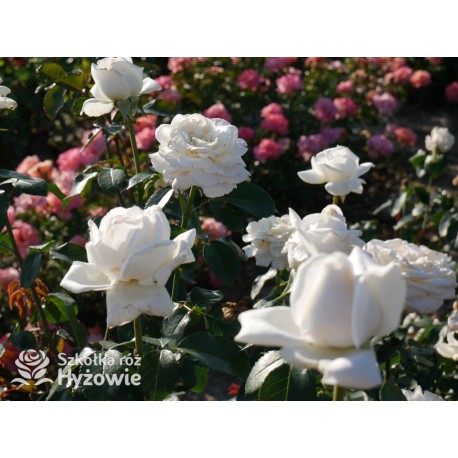 Pierre Arditi® Olbrzymi, rozetkowy kwiat, białej barwy bardzo mocno pachnący. Średniej wysokości krzew.