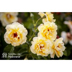 Golden Gate® pokaźny, pełny kwiat o pięknej żółtej barwie i bardzo przyjemnym zapachu. Wysoki krzew.