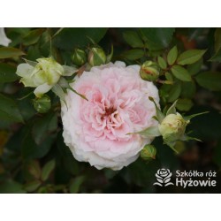 Princess Sophie® Niewielki, nabity płatkami kwiat, jasnoróżowej barwy, przyjemnie pachnie. Niski krzew.