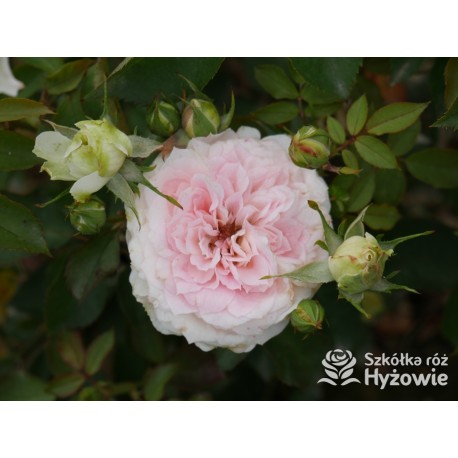 Princess Sophie® Niewielki, nabity płatkami kwiat, jasnoróżowej barwy, przyjemnie pachnie. Niski krzew.