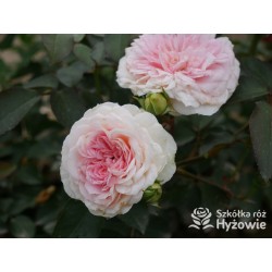 Princess Sophie® Niewielki, nabity płatkami kwiat, jasnoróżowej barwy, przyjemnie pachnie. Niski krzew.