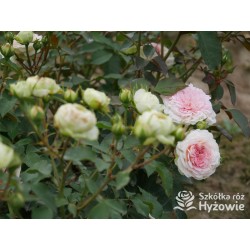 Princess Sophie® Niewielki, nabity płatkami kwiat, jasnoróżowej barwy, przyjemnie pachnie. Niski krzew.