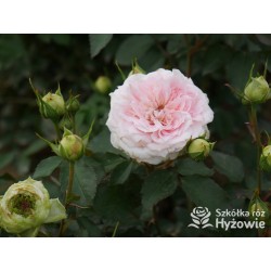 Princess Sophie® Niewielki, nabity płatkami kwiat, jasnoróżowej barwy, przyjemnie pachnie. Niski krzew.