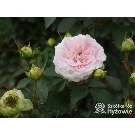 Princess Sophie® Niewielki, nabity płatkami kwiat, jasnoróżowej barwy, przyjemnie pachnie. Niski krzew.