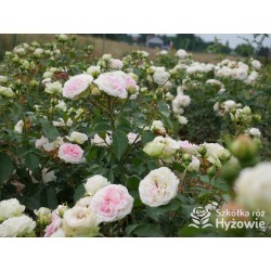 Princess Sophie® Niewielki, nabity płatkami kwiat, jasnoróżowej barwy, przyjemnie pachnie. Niski krzew.