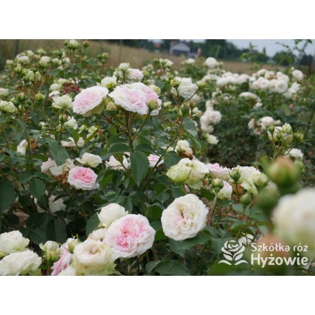 Princess Sophie® Niewielki, nabity płatkami kwiat, jasnoróżowej barwy, przyjemnie pachnie. Niski krzew.