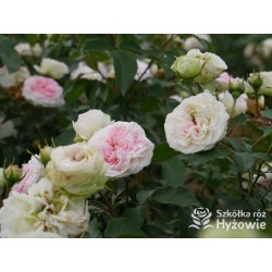 Princess Sophie® Niewielki, nabity płatkami kwiat, jasnoróżowej barwy, przyjemnie pachnie. Niski krzew.