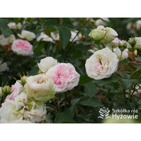 Princess Sophie® Niewielki, nabity płatkami kwiat, jasnoróżowej barwy, przyjemnie pachnie. Niski krzew.