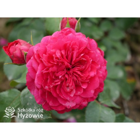 Red Leonardo da Vinci® Pokaźny kwiat, szczelnie nabity płatkami, czerwonej barwy, przyjemnie pachnie. Niski krzew.