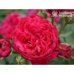 Red Leonardo da Vinci® Pokaźny kwiat, szczelnie nabity płatkami, czerwonej barwy, przyjemnie pachnie. Niski krzew.