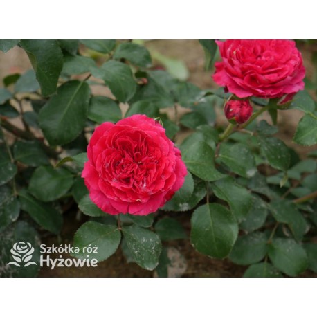 Red Leonardo da Vinci® Pokaźny kwiat, szczelnie nabity płatkami, czerwonej barwy, przyjemnie pachnie. Niski krzew.