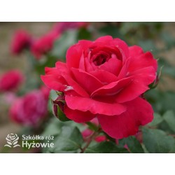 Red Leonardo da Vinci® Pokaźny kwiat, szczelnie nabity płatkami, czerwonej barwy, przyjemnie pachnie. Niski krzew.