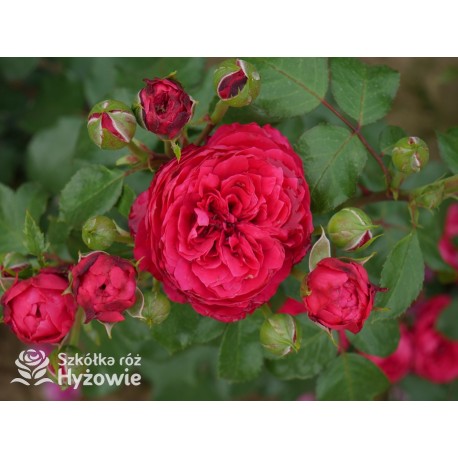 Red Leonardo da Vinci® Pokaźny kwiat, szczelnie nabity płatkami, czerwonej barwy, przyjemnie pachnie. Niski krzew.