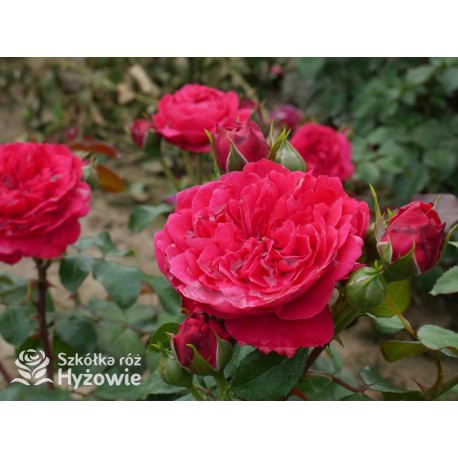 Red Leonardo da Vinci® Pokaźny kwiat, szczelnie nabity płatkami, czerwonej barwy, przyjemnie pachnie. Niski krzew.