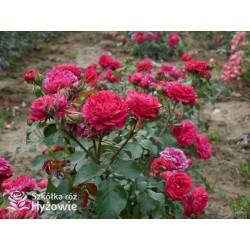 Red Leonardo da Vinci® Pokaźny kwiat, szczelnie nabity płatkami, czerwonej barwy, przyjemnie pachnie. Niski krzew.