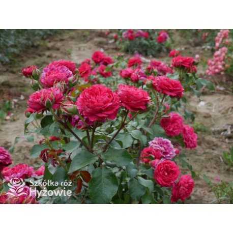 Red Leonardo da Vinci® Pokaźny kwiat, szczelnie nabity płatkami, czerwonej barwy, przyjemnie pachnie. Niski krzew.