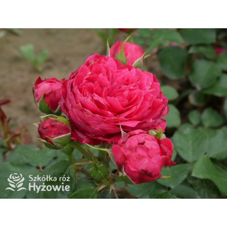 Red Leonardo da Vinci® Pokaźny kwiat, szczelnie nabity płatkami, czerwonej barwy, przyjemnie pachnie. Niski krzew.