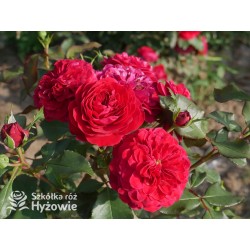 Rouge Meilove® / Mona Lisa® Duże, szczelnie nabite płatkami kwiaty, czerwonej barwy. Niski krzew.