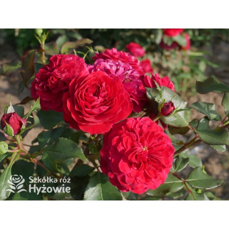 Rouge Meilove® / Mona Lisa® Duże, szczelnie nabite płatkami kwiaty, czerwonej barwy. Niski krzew.