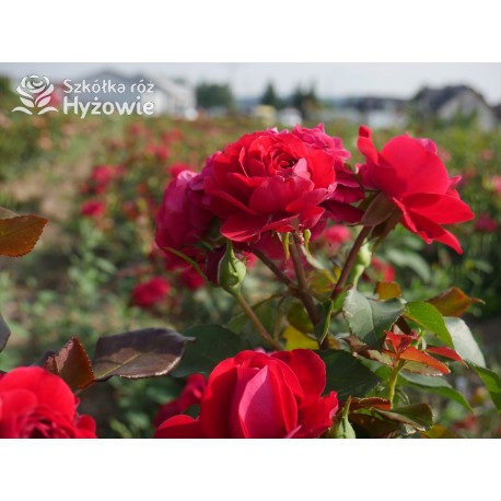 Rouge Meilove® / Mona Lisa® Duże, szczelnie nabite płatkami kwiaty, czerwonej barwy. Niski krzew.