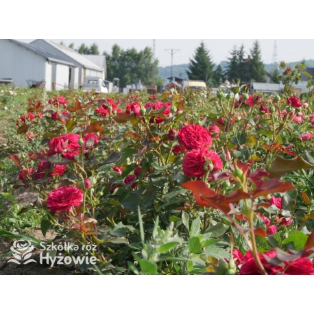 Rouge Meilove® / Mona Lisa® Duże, szczelnie nabite płatkami kwiaty, czerwonej barwy. Niski krzew.