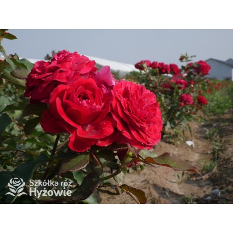 Rouge Meilove® / Mona Lisa® Duże, szczelnie nabite płatkami kwiaty, czerwonej barwy. Niski krzew.