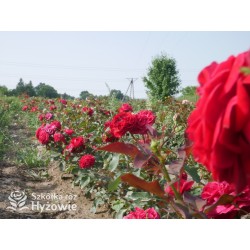 Rouge Meilove® / Mona Lisa® Duże, szczelnie nabite płatkami kwiaty, czerwonej barwy. Niski krzew.