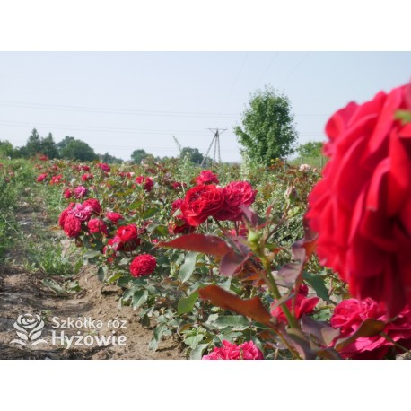 Rouge Meilove® / Mona Lisa® Duże, szczelnie nabite płatkami kwiaty, czerwonej barwy. Niski krzew.