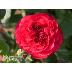 Rouge Meilove® / Mona Lisa® Duże, szczelnie nabite płatkami kwiaty, czerwonej barwy. Niski krzew.