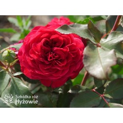 Rouge Meilove® / Mona Lisa® Duże, szczelnie nabite płatkami kwiaty, czerwonej barwy. Niski krzew.