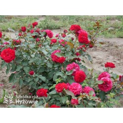 Rouge Meilove® / Mona Lisa® Duże, szczelnie nabite płatkami kwiaty, czerwonej barwy. Niski krzew.