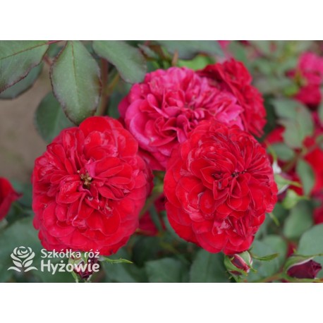 Rouge Meilove® / Mona Lisa® Duże, szczelnie nabite płatkami kwiaty, czerwonej barwy. Niski krzew.