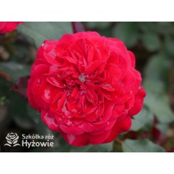 Rouge Meilove® / Mona Lisa® Duże, szczelnie nabite płatkami kwiaty, czerwonej barwy. Niski krzew.