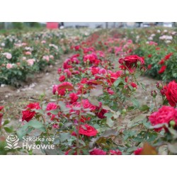 Rouge Meilove® / Mona Lisa® Duże, szczelnie nabite płatkami kwiaty, czerwonej barwy. Niski krzew.