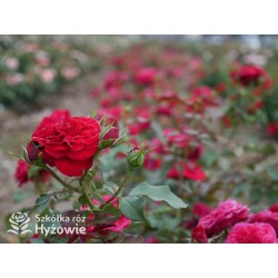 Rouge Meilove® / Mona Lisa® Duże, szczelnie nabite płatkami kwiaty, czerwonej barwy. Niski krzew.