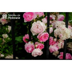 Jasmina® bogate grona pełnych , fioletowo-różowych kwiatów o mocno przyjemnym zapachu. Piękne błyszczące liście. Wysoki krzew.