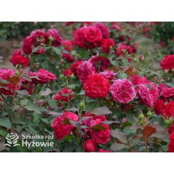 Rouge Meilove® / Mona Lisa® Duże, szczelnie nabite płatkami kwiaty, czerwonej barwy. Niski krzew.