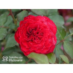 Rouge Meilove® / Mona Lisa® Duże, szczelnie nabite płatkami kwiaty, czerwonej barwy. Niski krzew.