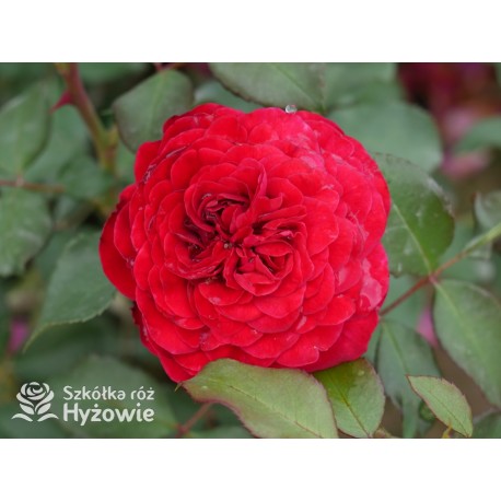 Rouge Meilove® / Mona Lisa® Duże, szczelnie nabite płatkami kwiaty, czerwonej barwy. Niski krzew.