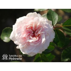 Sabrina® Pokaźne kwiaty, nabite płatkami, jasnoróżowej barwy, bardzo przyjemnie pachnie.  Lśniący liść. Wysoki krzew.