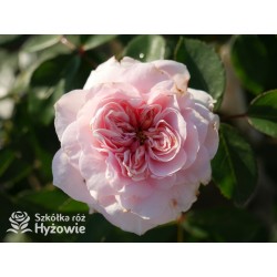 Sabrina® Pokaźne kwiaty, nabite płatkami, jasnoróżowej barwy, bardzo przyjemnie pachnie.  Lśniący liść. Wysoki krzew.