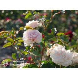 Sabrina® Pokaźne kwiaty, nabite płatkami, jasnoróżowej barwy, bardzo przyjemnie pachnie.  Lśniący liść. Wysoki krzew.