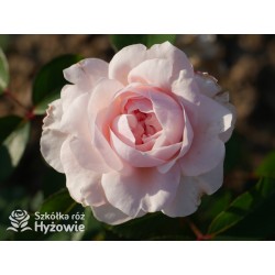 Sabrina® Pokaźne kwiaty, nabite płatkami, jasnoróżowej barwy, bardzo przyjemnie pachnie.  Lśniący liść. Wysoki krzew.